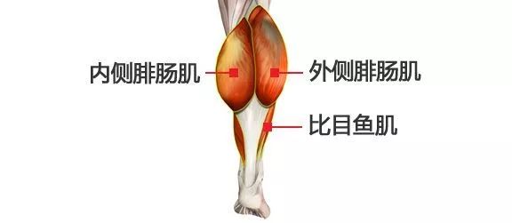 小腿肌肉阻斷術(shù)是什么？小腿神經(jīng)阻斷術(shù)的后遺癥有嗎？